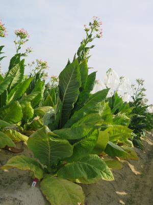 PLANT